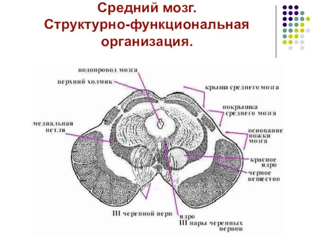 Средний мозг. Структурно-функциональная организация.