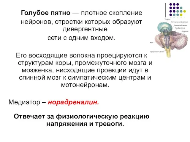 Голубое пятно — плотное скопление нейронов, отростки которых образуют дивергентные