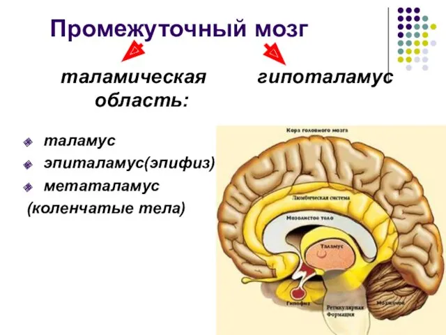 Промежуточный мозг таламическая область: таламус эпиталамус(эпифиз) метаталамус (коленчатые тела) гипоталамус