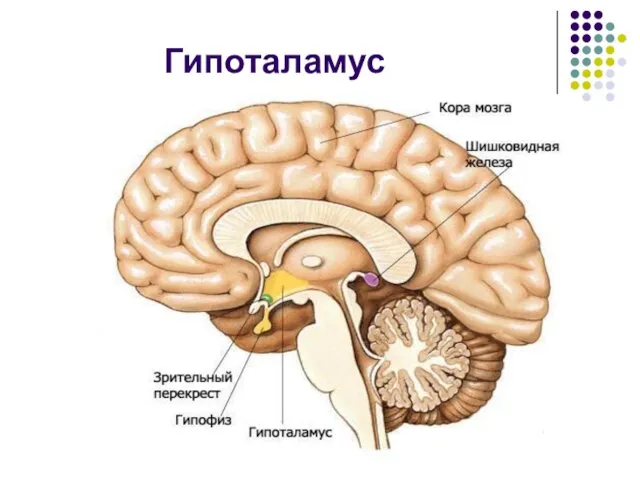 Гипоталамус