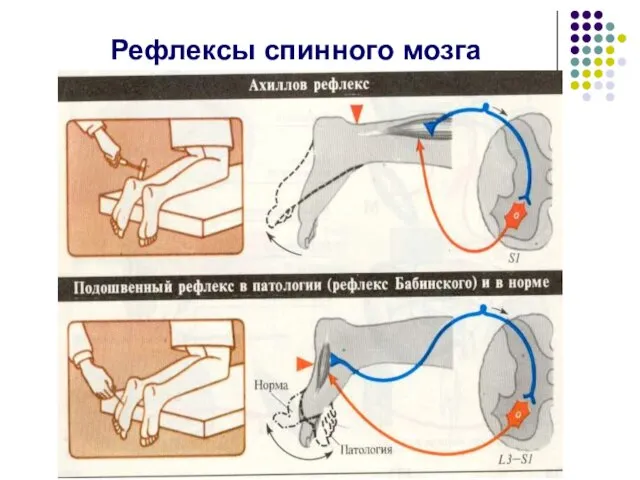 Рефлексы спинного мозга