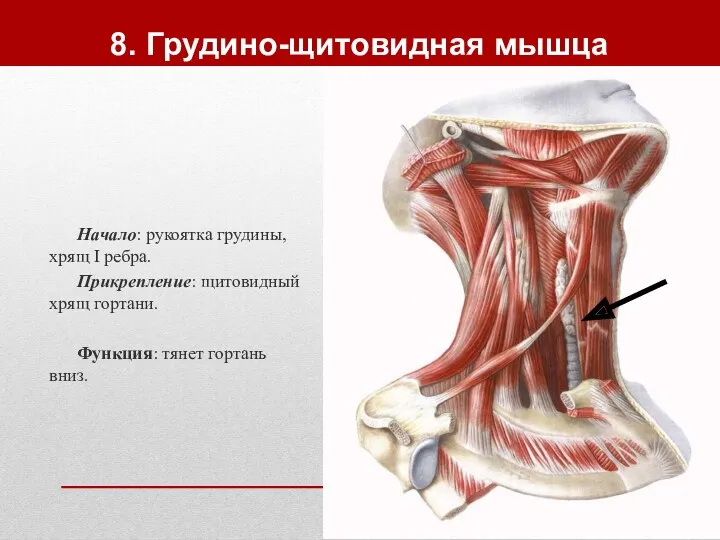 8. Грудино-щитовидная мышца Начало: рукоятка грудины, хрящ I ребра. Прикрепление: