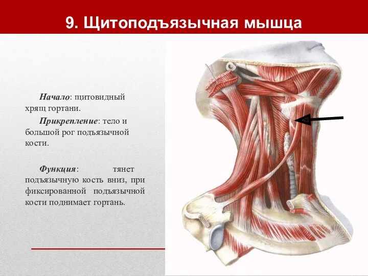 9. Щитоподъязычная мышца Начало: щитовидный хрящ гортани. Прикрепление: тело и