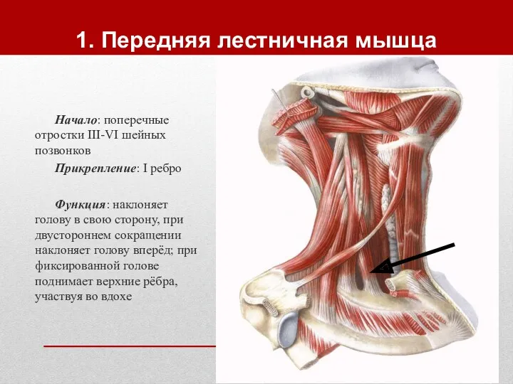 1. Передняя лестничная мышца Начало: поперечные отростки III-VI шейных позвонков