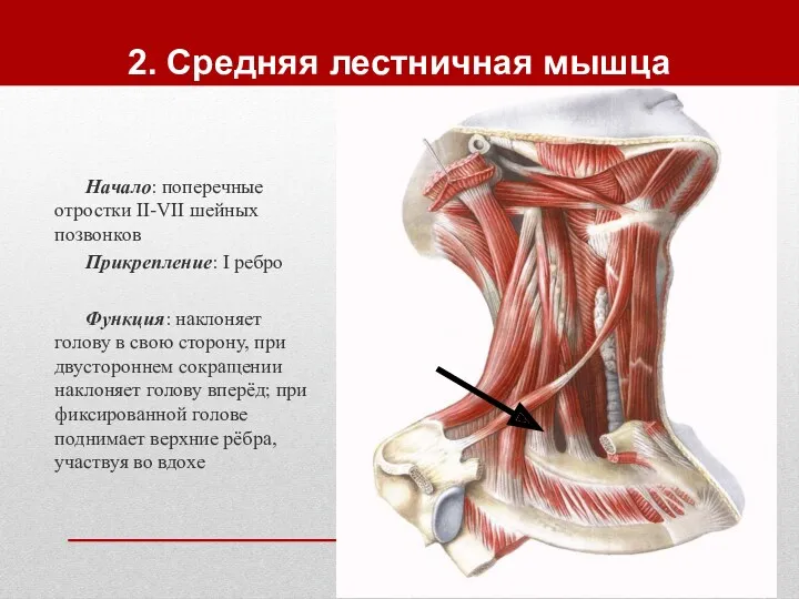 2. Средняя лестничная мышца Начало: поперечные отростки II-VII шейных позвонков