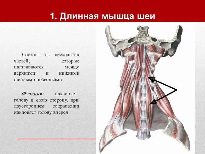 1. Длинная мышца шеи Состоит из нескольких частей, которые натягиваются