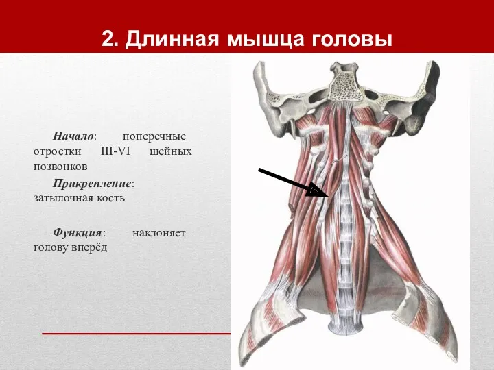 2. Длинная мышца головы Начало: поперечные отростки III-VI шейных позвонков