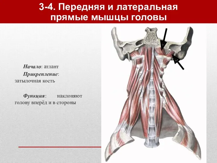 3-4. Передняя и латеральная прямые мышцы головы Начало: атлант Прикрепление: