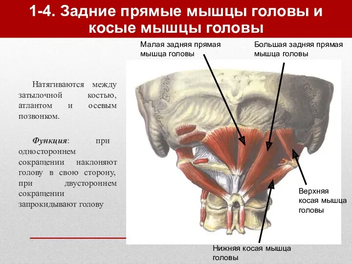 1-4. Задние прямые мышцы головы и косые мышцы головы Натягиваются