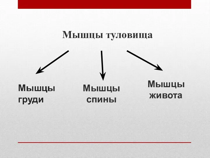 Мышцы туловища Мышцы спины Мышцы живота