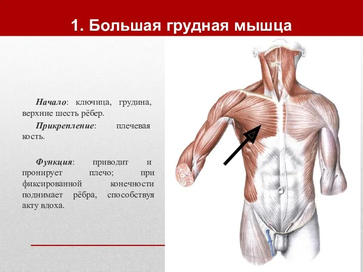 1. Большая грудная мышца Начало: ключица, грудина, верхние шесть рёбер.