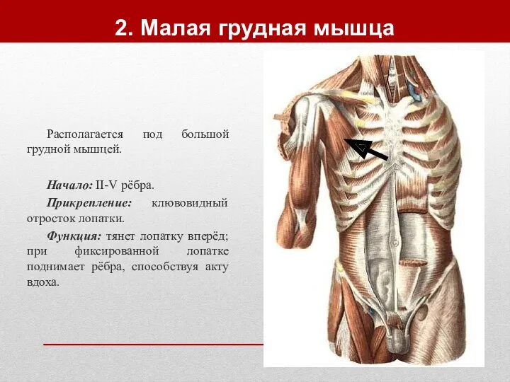 2. Малая грудная мышца Располагается под большой грудной мышцей. Начало: