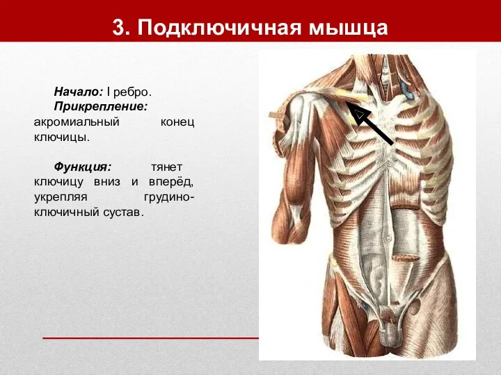 3. Подключичная мышца Начало: I ребро. Прикрепление: акромиальный конец ключицы.