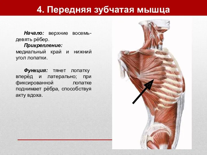 4. Передняя зубчатая мышца Начало: верхние восемь-девять рёбер. Прикрепление: медиальный