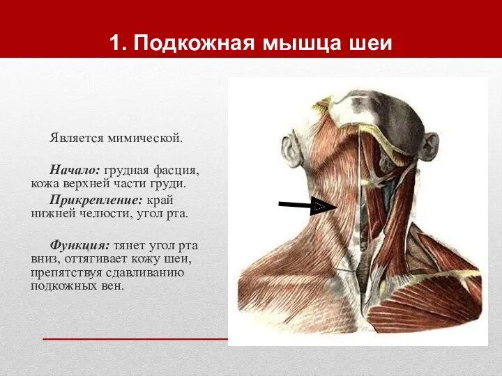 1. Подкожная мышца шеи Является мимической. Начало: грудная фасция, кожа