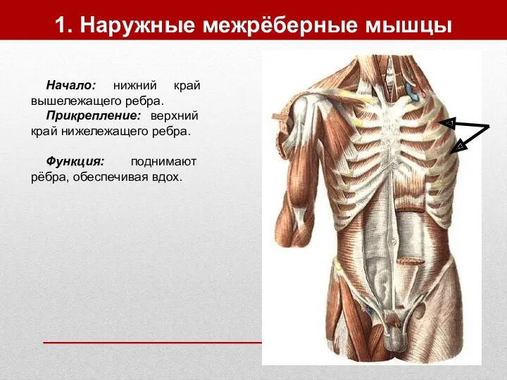 1. Наружные межрёберные мышцы Начало: нижний край вышележащего ребра. Прикрепление: