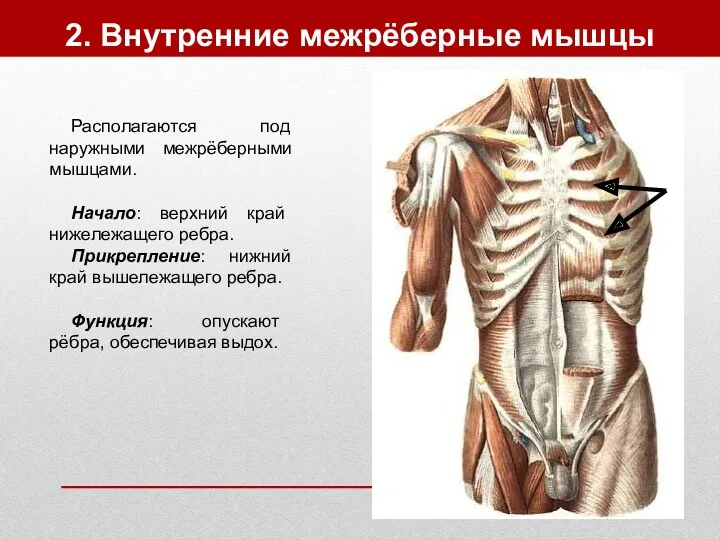 2. Внутренние межрёберные мышцы Располагаются под наружными межрёберными мышцами. Начало: