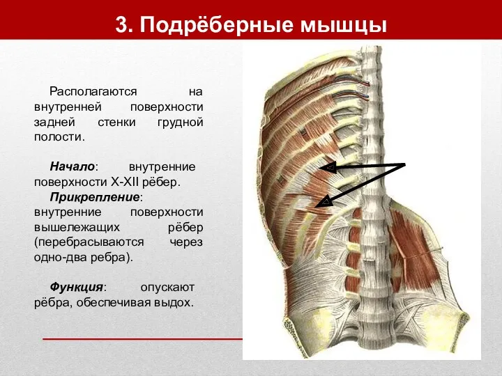 3. Подрёберные мышцы Располагаются на внутренней поверхности задней стенки грудной