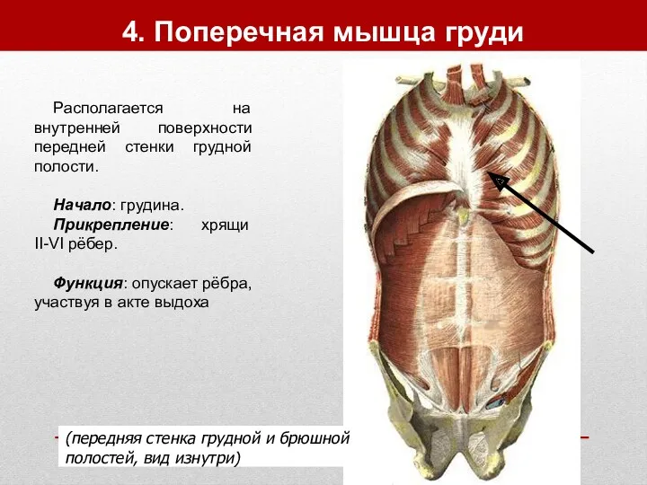 4. Поперечная мышца груди Располагается на внутренней поверхности передней стенки