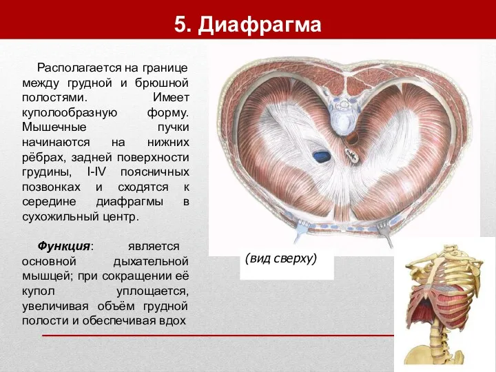 5. Диафрагма Располагается на границе между грудной и брюшной полостями.