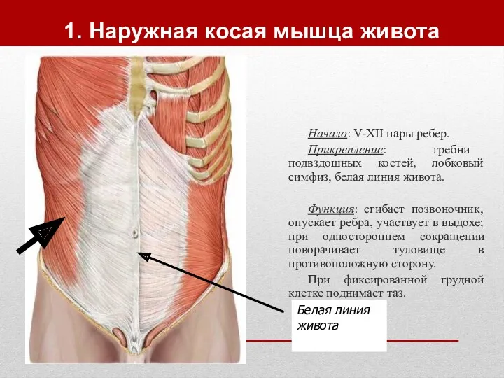 1. Наружная косая мышца живота Начало: V-XII пары ребер. Прикрепление: