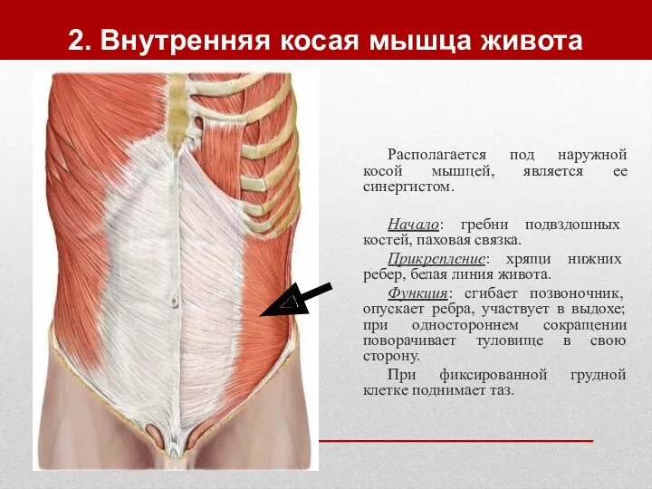 2. Внутренняя косая мышца живота Располагается под наружной косой мышцей,