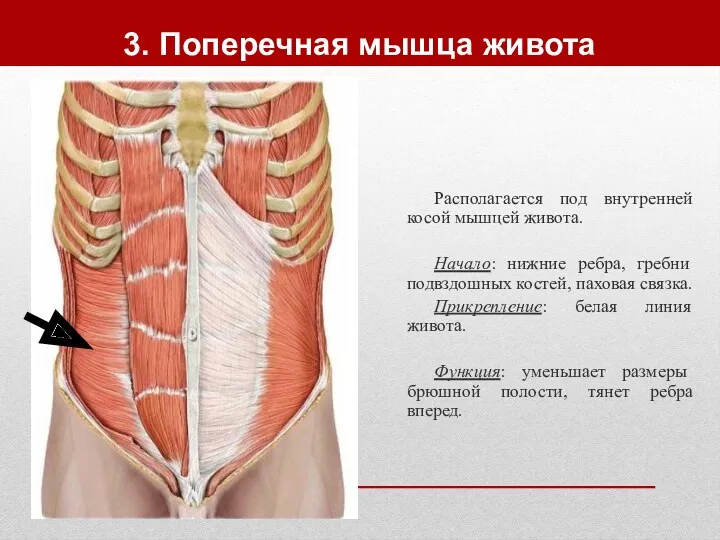 3. Поперечная мышца живота Располагается под внутренней косой мышцей живота.