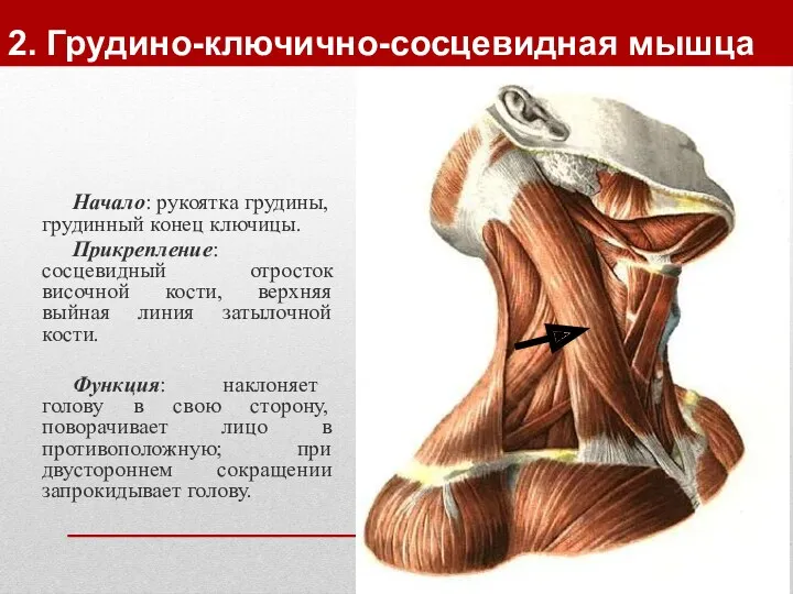 2. Грудино-ключично-сосцевидная мышца Начало: рукоятка грудины, грудинный конец ключицы. Прикрепление: