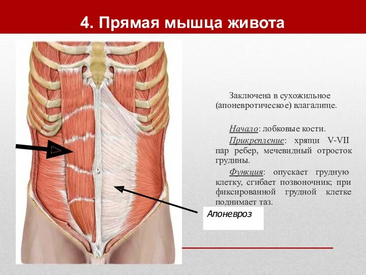 4. Прямая мышца живота Заключена в сухожильное (апоневротическое) влагалище. Начало: