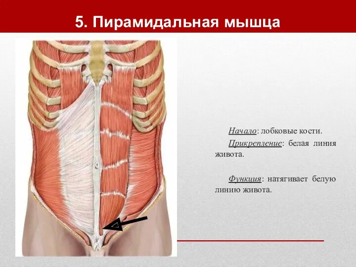 5. Пирамидальная мышца Начало: лобковые кости. Прикрепление: белая линия живота. Функция: натягивает белую линию живота.