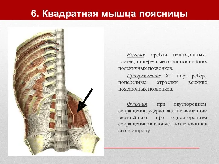 6. Квадратная мышца поясницы Начало: гребни подвздошных костей, поперечные отростки