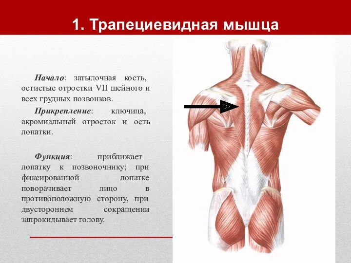 1. Трапециевидная мышца Начало: затылочная кость, остистые отростки VII шейного