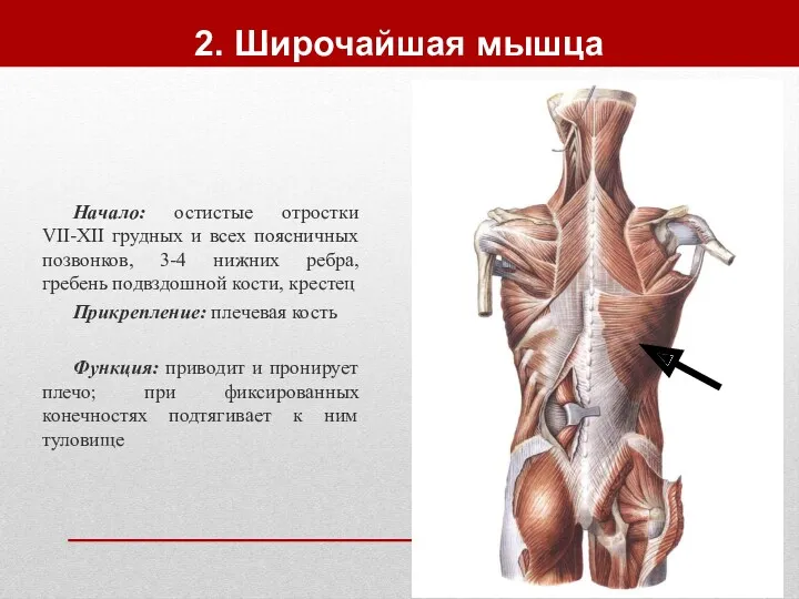 2. Широчайшая мышца Начало: остистые отростки VII-XII грудных и всех