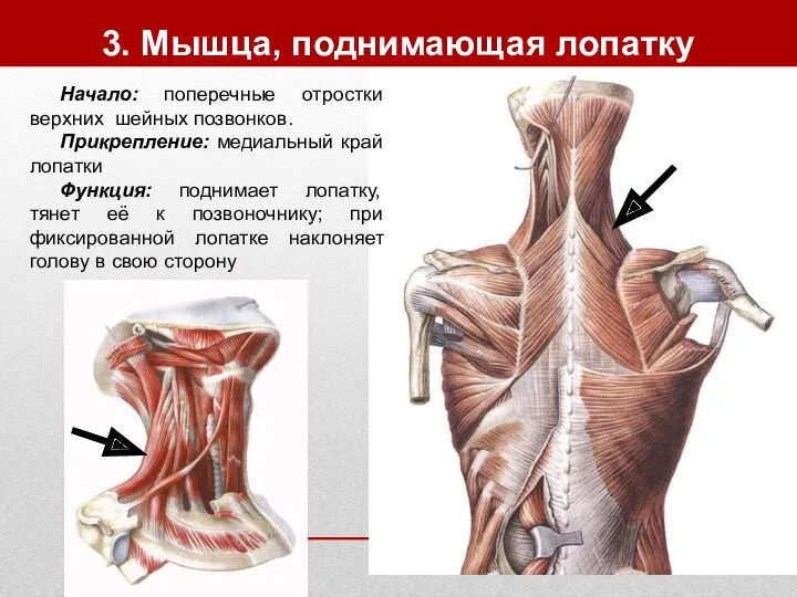 3. Мышца, поднимающая лопатку Начало: поперечные отростки верхних шейных позвонков.