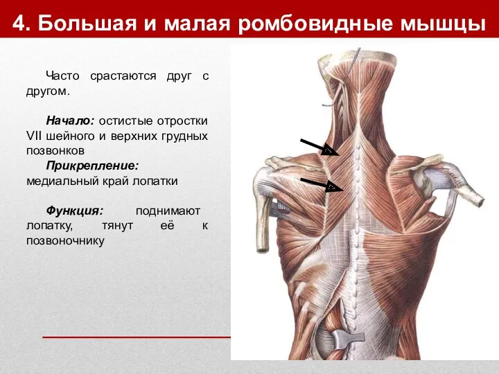 4. Большая и малая ромбовидные мышцы Часто срастаются друг с