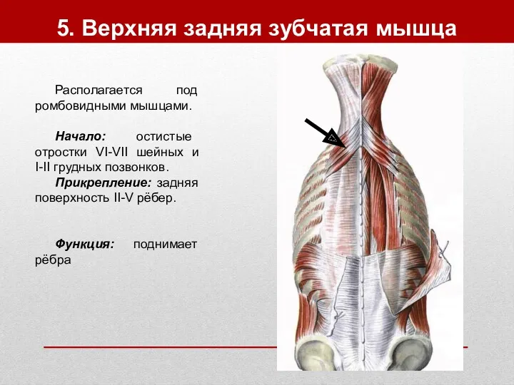 5. Верхняя задняя зубчатая мышца Располагается под ромбовидными мышцами. Начало: