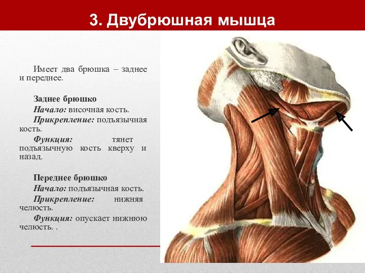 3. Двубрюшная мышца Имеет два брюшка – заднее и переднее.