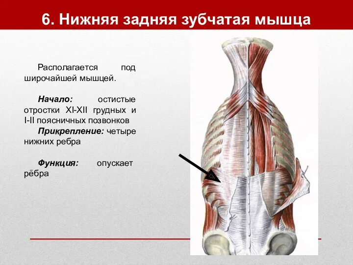 6. Нижняя задняя зубчатая мышца Располагается под широчайшей мышцей. Начало: