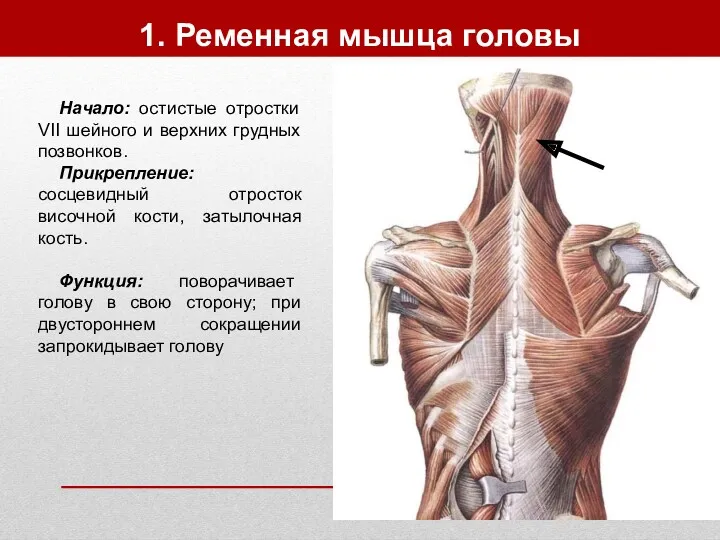 1. Ременная мышца головы Начало: остистые отростки VII шейного и