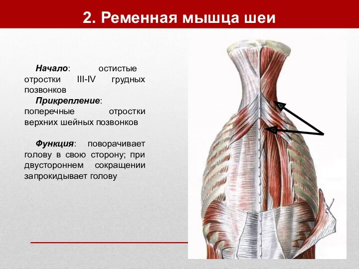 2. Ременная мышца шеи Начало: остистые отростки III-IV грудных позвонков