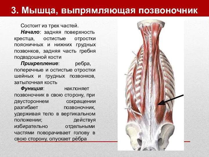 3. Мышца, выпрямляющая позвоночник Состоит из трех частей. Начало: задняя