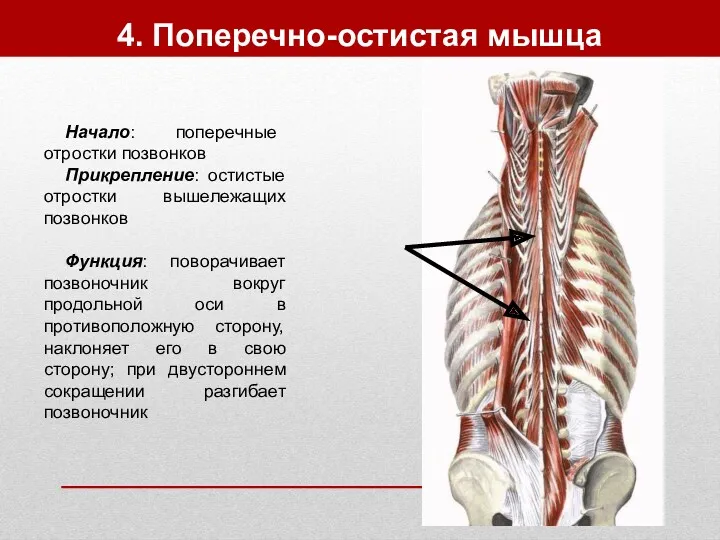 4. Поперечно-остистая мышца Начало: поперечные отростки позвонков Прикрепление: остистые отростки