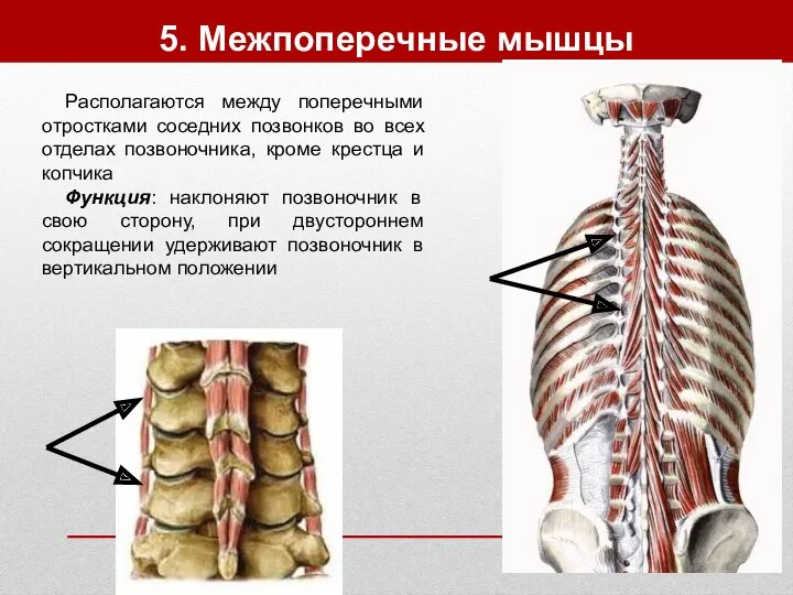 5. Межпоперечные мышцы Располагаются между поперечными отростками соседних позвонков во