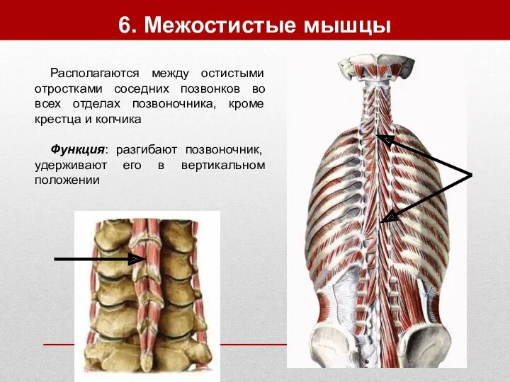 6. Межостистые мышцы Располагаются между остистыми отростками соседних позвонков во