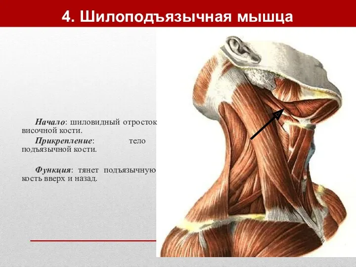 4. Шилоподъязычная мышца Начало: шиловидный отросток височной кости. Прикрепление: тело