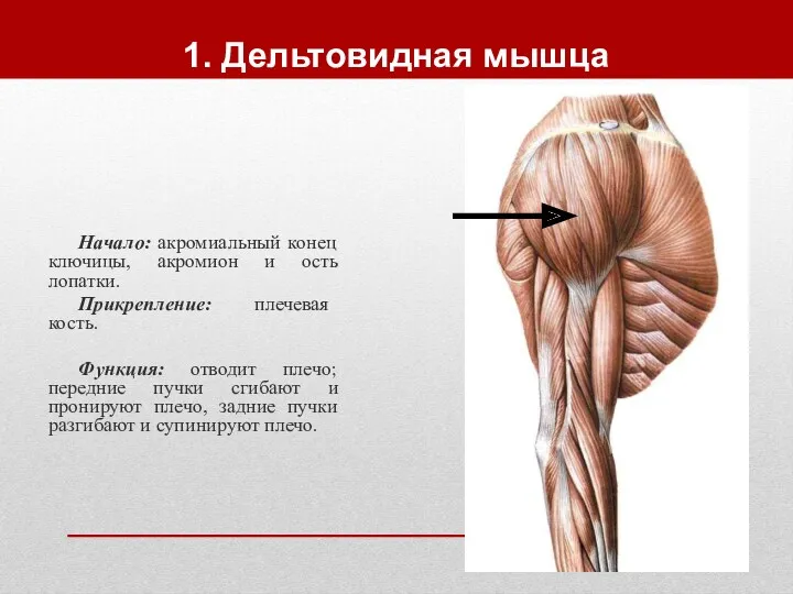 1. Дельтовидная мышца Начало: акромиальный конец ключицы, акромион и ость