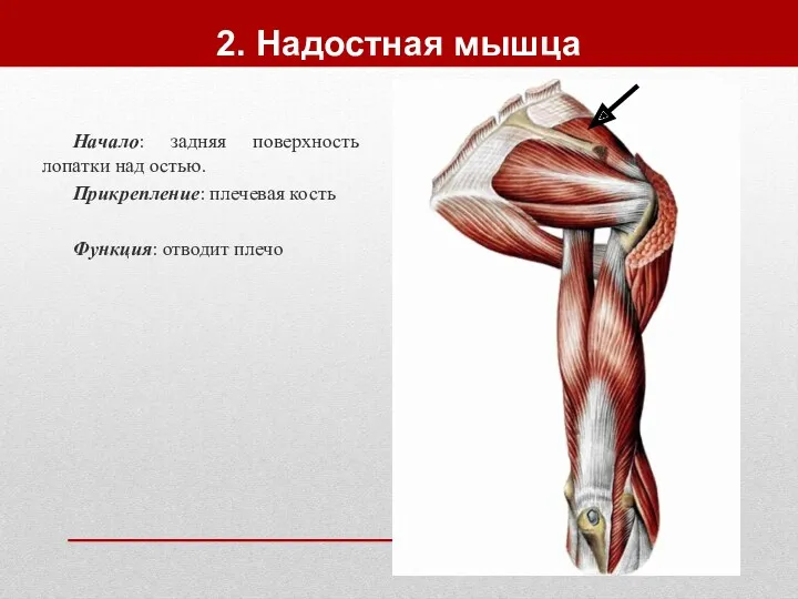 2. Надостная мышца Начало: задняя поверхность лопатки над остью. Прикрепление: плечевая кость Функция: отводит плечо