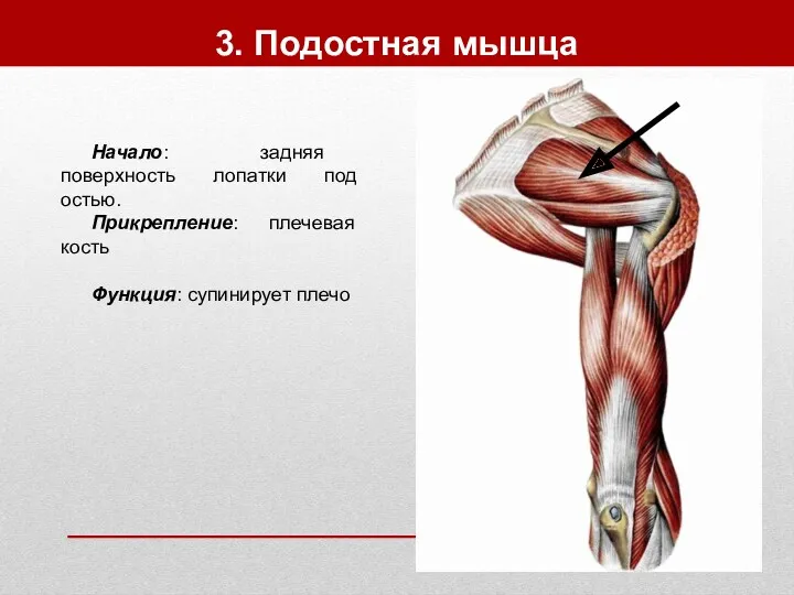 3. Подостная мышца Начало: задняя поверхность лопатки под остью. Прикрепление: плечевая кость Функция: супинирует плечо