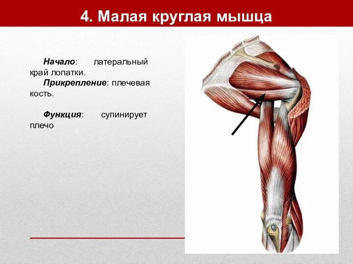 4. Малая круглая мышца Начало: латеральный край лопатки. Прикрепление: плечевая кость. Функция: супинирует плечо