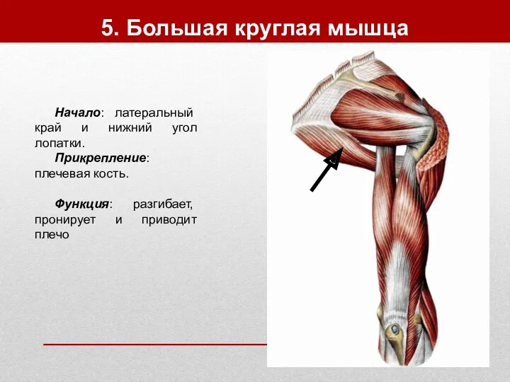 5. Большая круглая мышца Начало: латеральный край и нижний угол